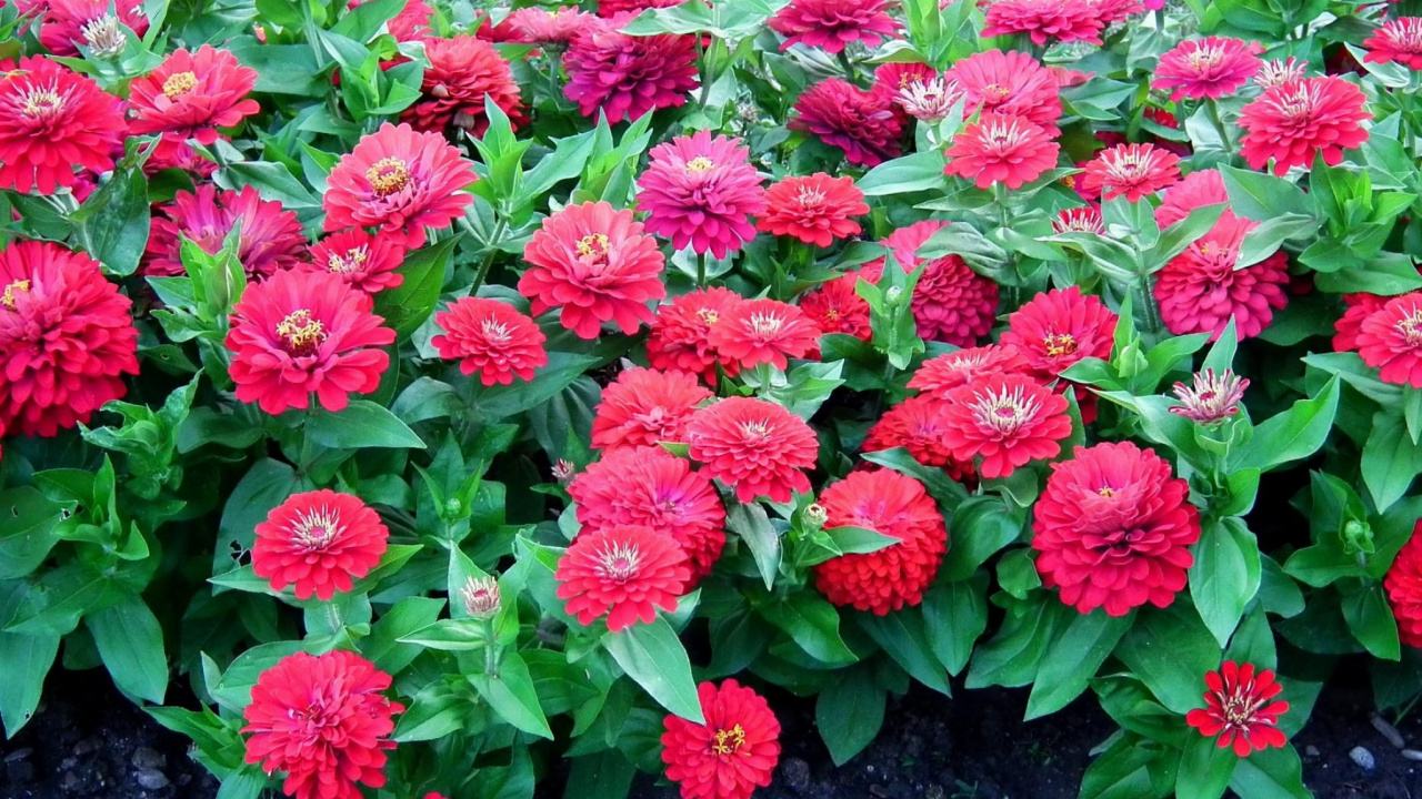 Обои однолетнее растение, цветковое растение, розовая семья, семья ромашек, семейства астровых в разрешении 1280x720