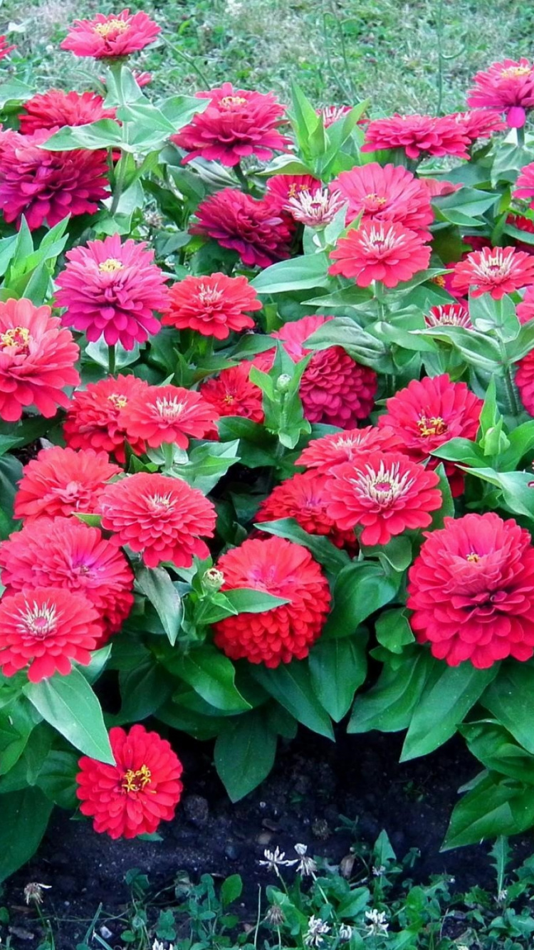 Обои однолетнее растение, цветковое растение, розовая семья, семья ромашек, семейства астровых в разрешении 750x1334