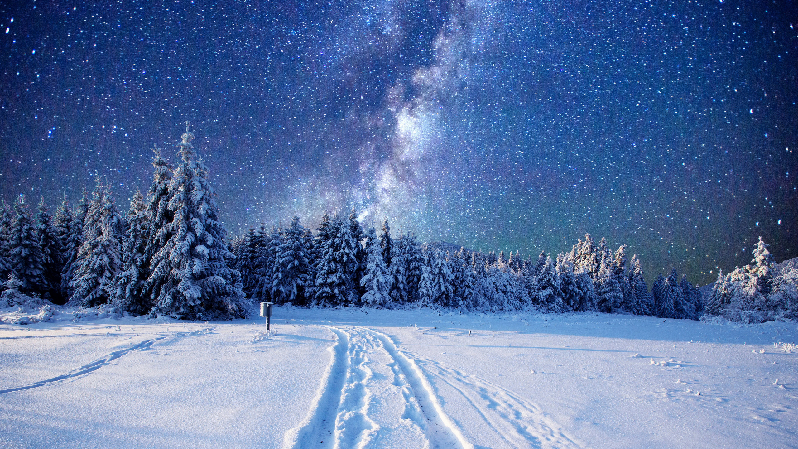 Обои ночь, снег, зима, природа, дерево в разрешении 2560x1440