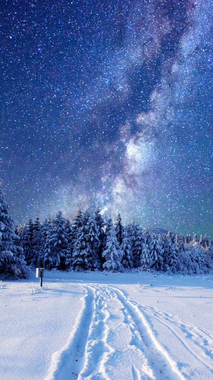 Обои ночь, снег, зима, природа, дерево в разрешении 720x1280