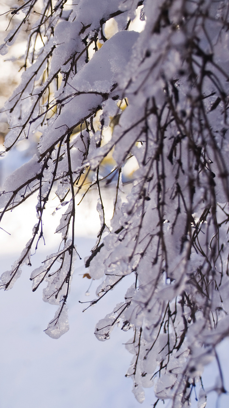 Обои снег, ветвь, дерево, зима, прут в разрешении 750x1334