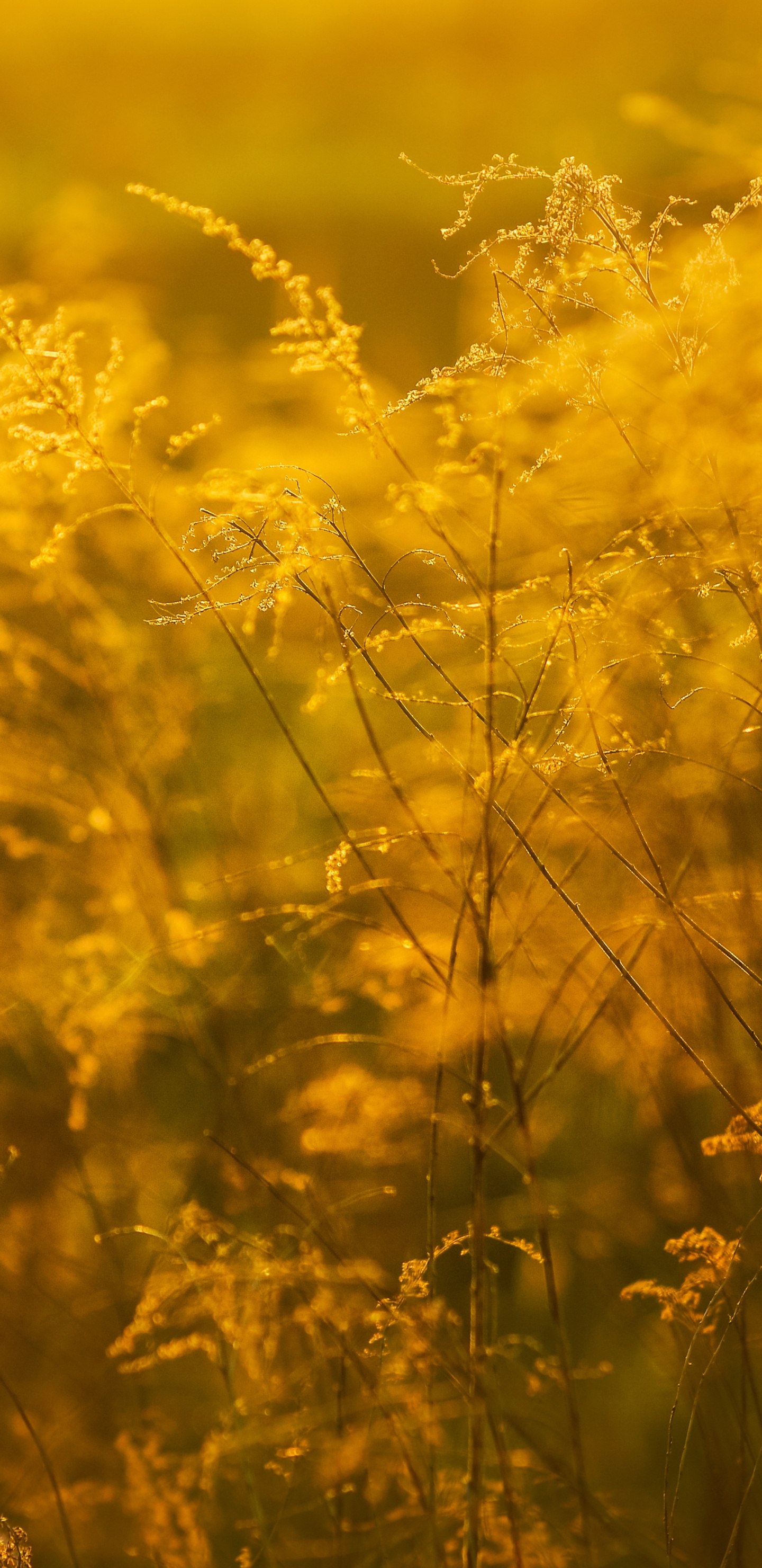 Обои желтый, солнечный свет, семейство травы, растение, поле в разрешении 1440x2960