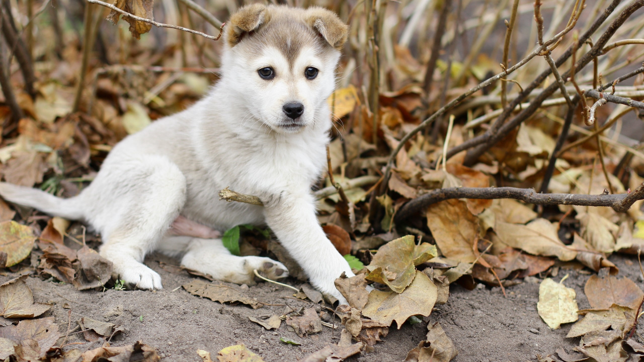 Обои щенок, собака породы, Восточно Сибирская лайка, ханаанская собака, золотистый ретривер в разрешении 1280x720