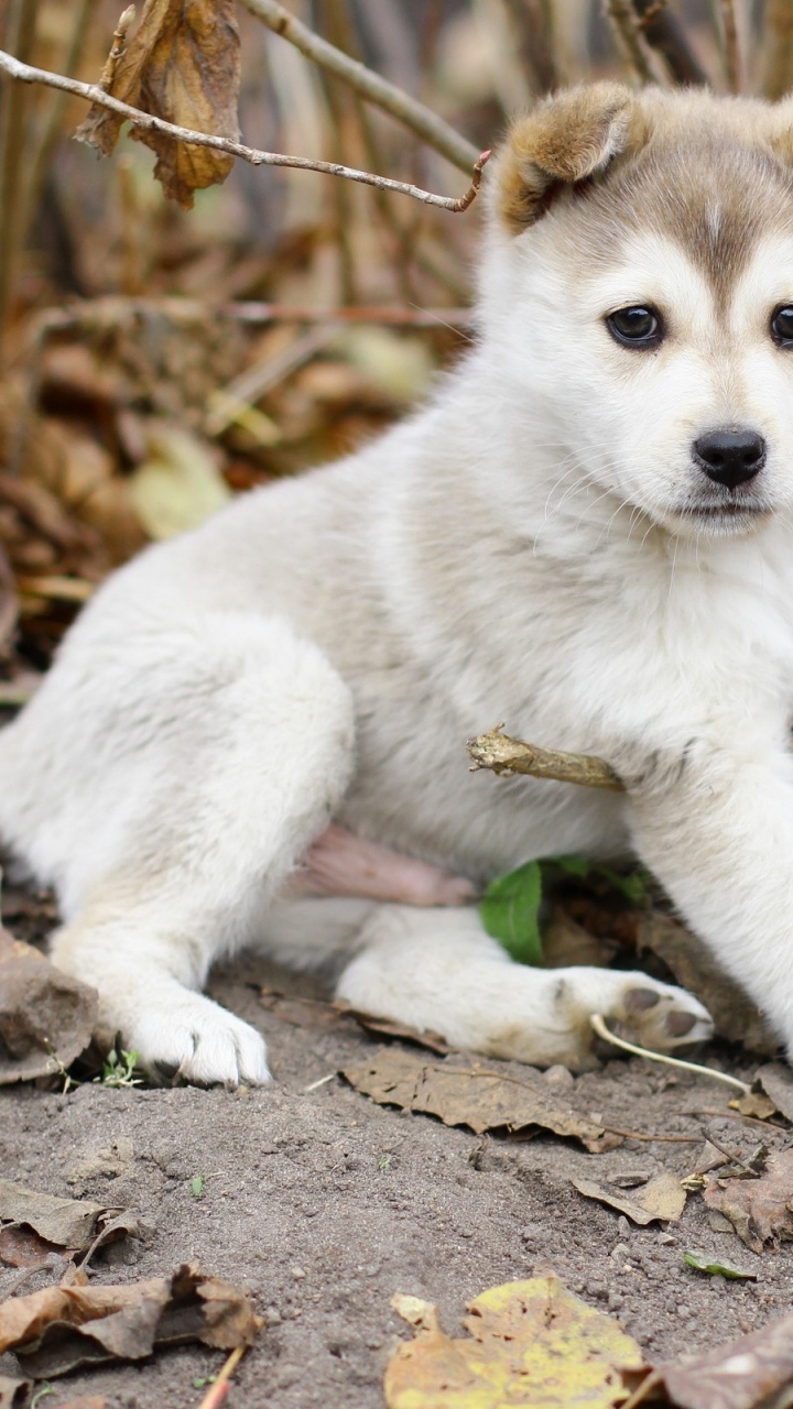 Обои щенок, собака породы, Восточно Сибирская лайка, ханаанская собака, золотистый ретривер в разрешении 720x1280