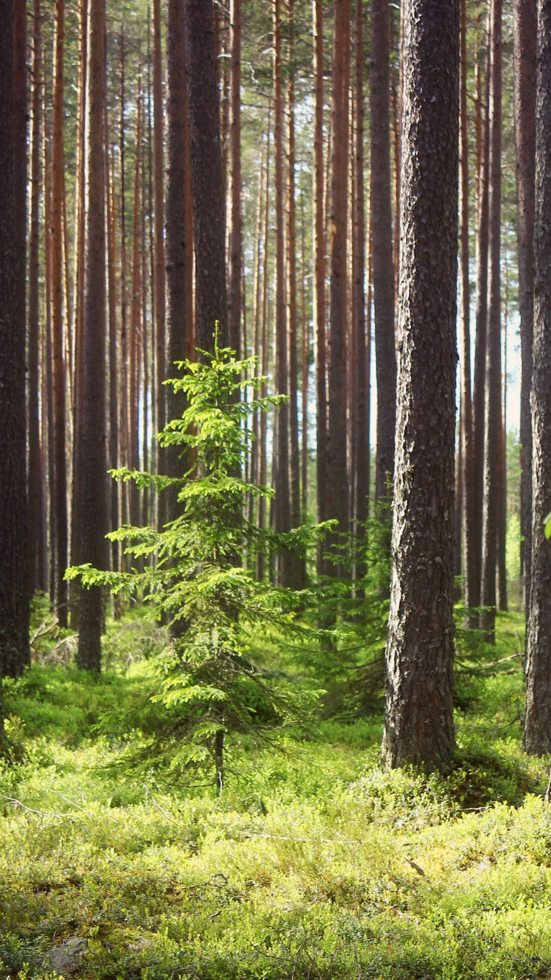 Обои дерево, лес, древесина, природный заповедник, старовозрастные леса в разрешении 1080x1920