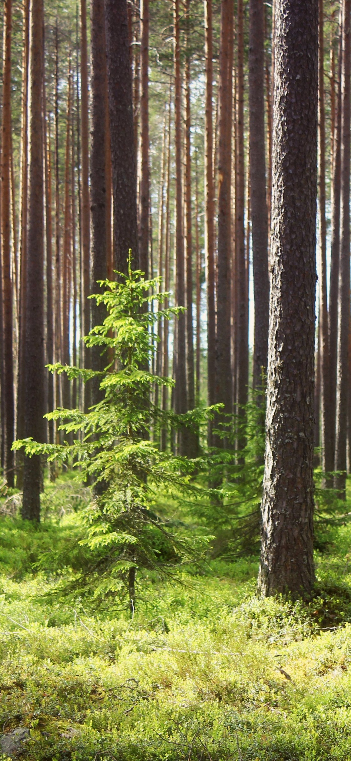 Обои дерево, лес, древесина, природный заповедник, старовозрастные леса в разрешении 1125x2436