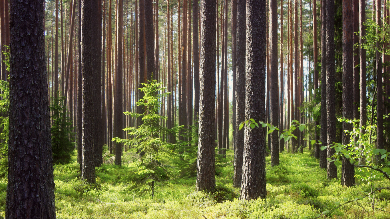 Обои дерево, лес, древесина, природный заповедник, старовозрастные леса в разрешении 1366x768