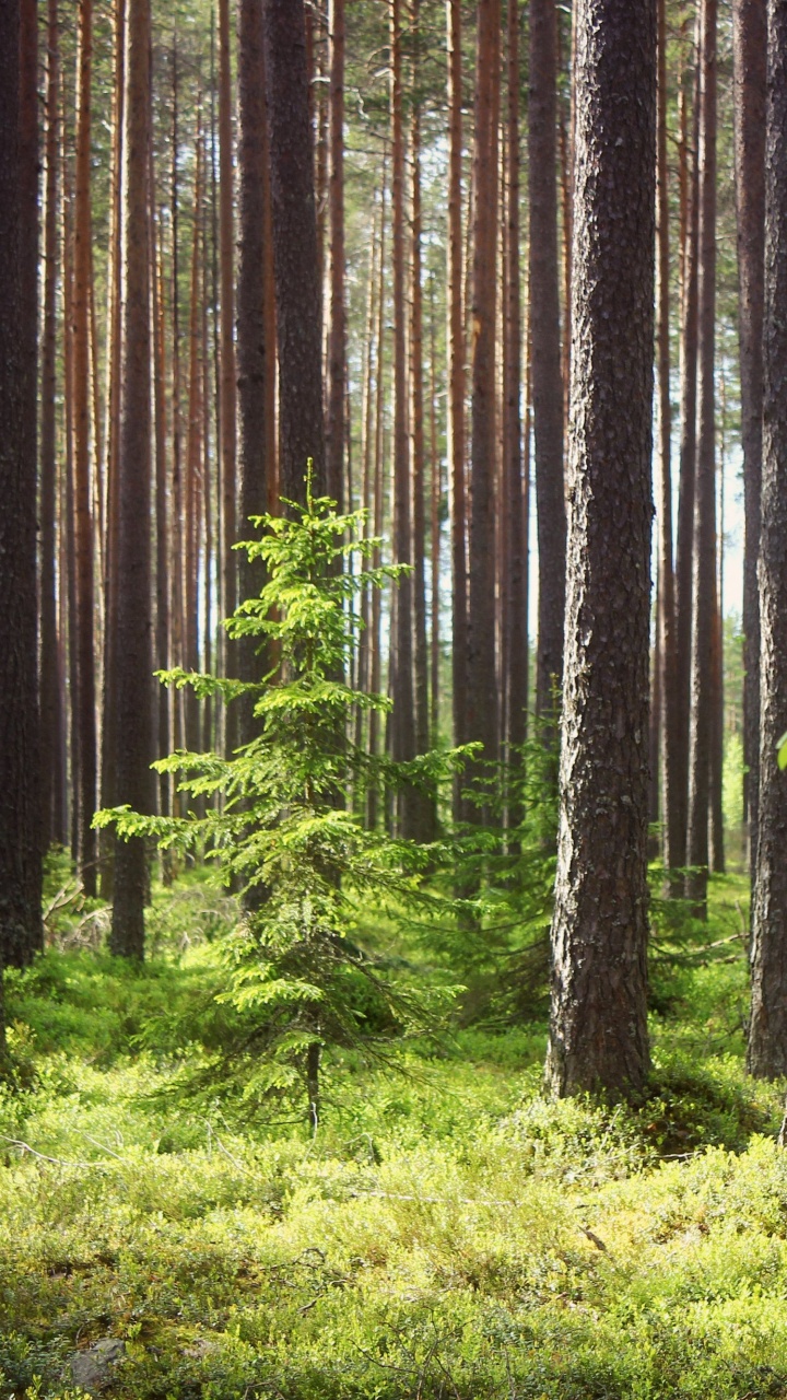 Обои дерево, лес, древесина, природный заповедник, старовозрастные леса в разрешении 720x1280
