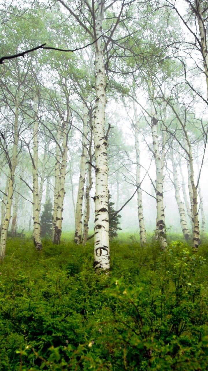 Обои дерево, лес, береза, древесные растения, природный заповедник в разрешении 720x1280