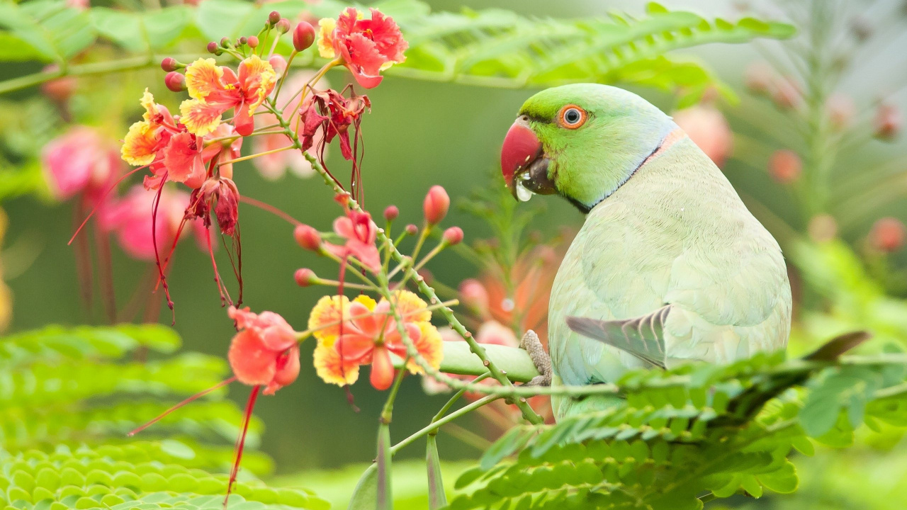 Обои Бирюзовый попугай, длиннохвостый попугай, птица, попугай, клюв в разрешении 1280x720