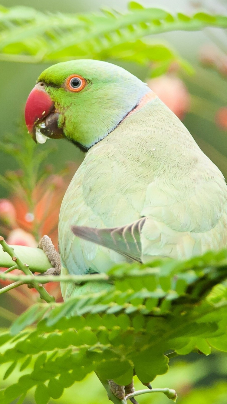 Обои Бирюзовый попугай, длиннохвостый попугай, птица, попугай, клюв в разрешении 750x1334