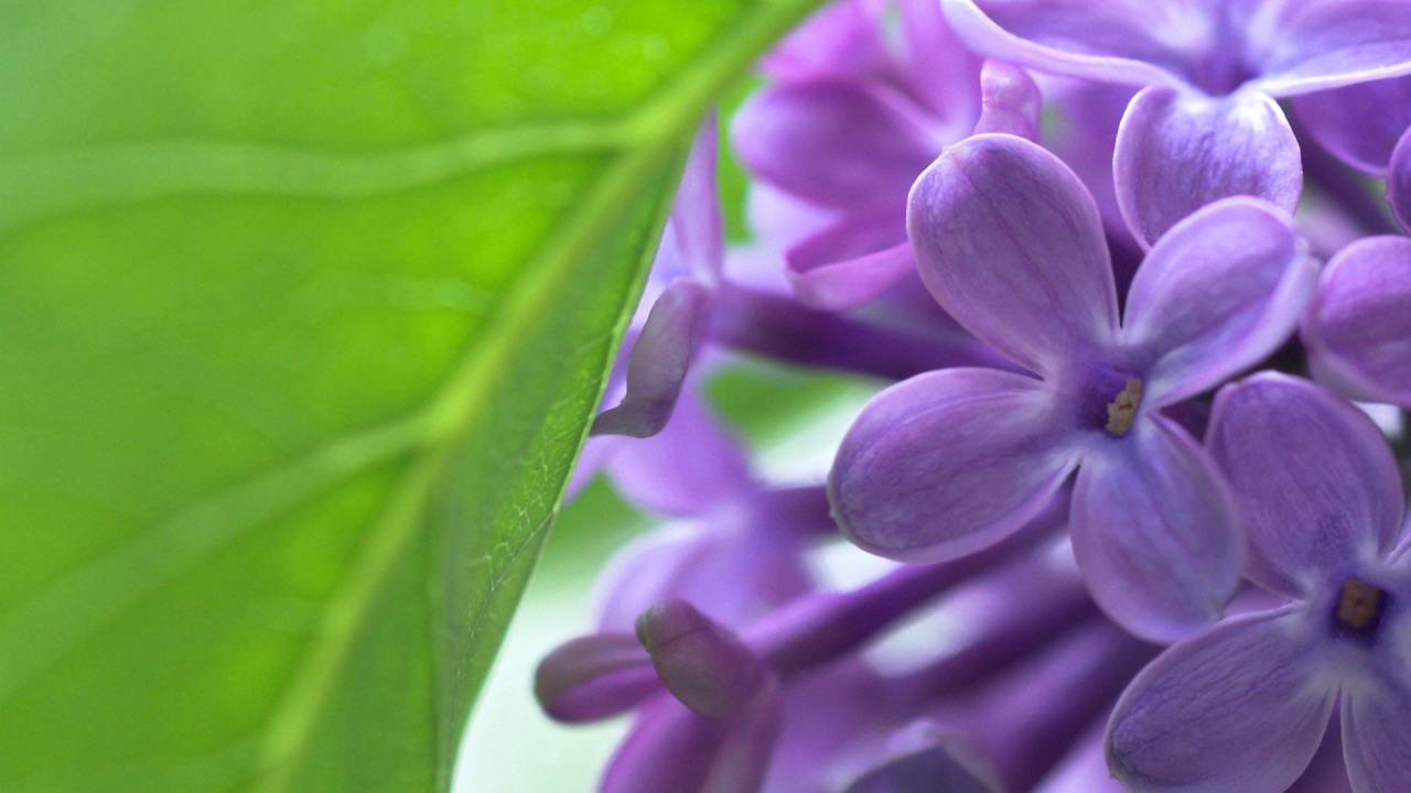 Обои сирень, лепесток, пурпур, растение, макросъемка в разрешении 1280x720