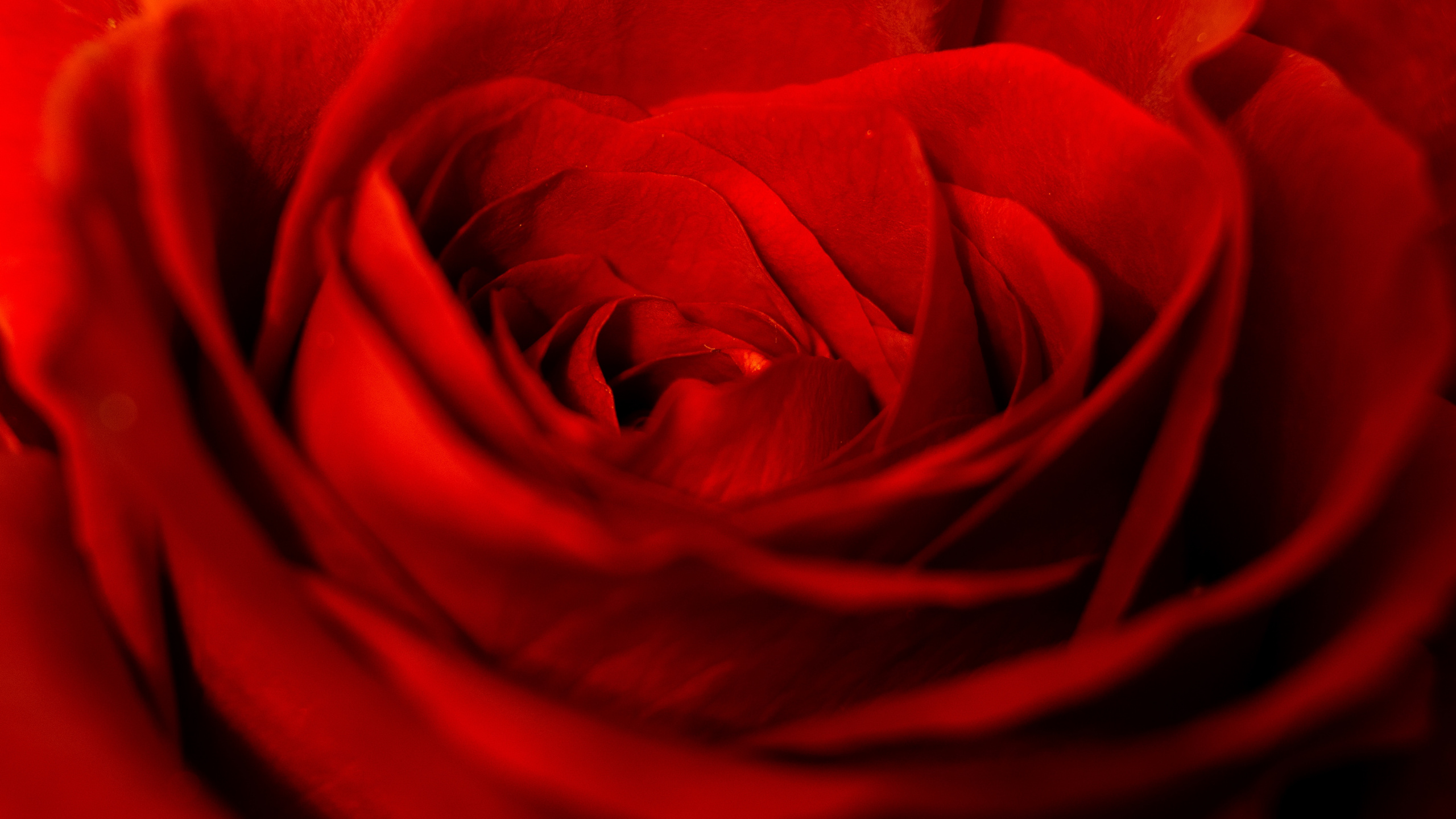 Обои цветок, Роза, лепесток, бутон, красный цвет в разрешении 2560x1440