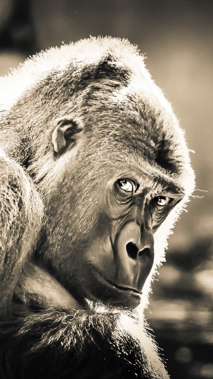 Обои примас, живая природа, морда, глаз, рот в разрешении 720x1280