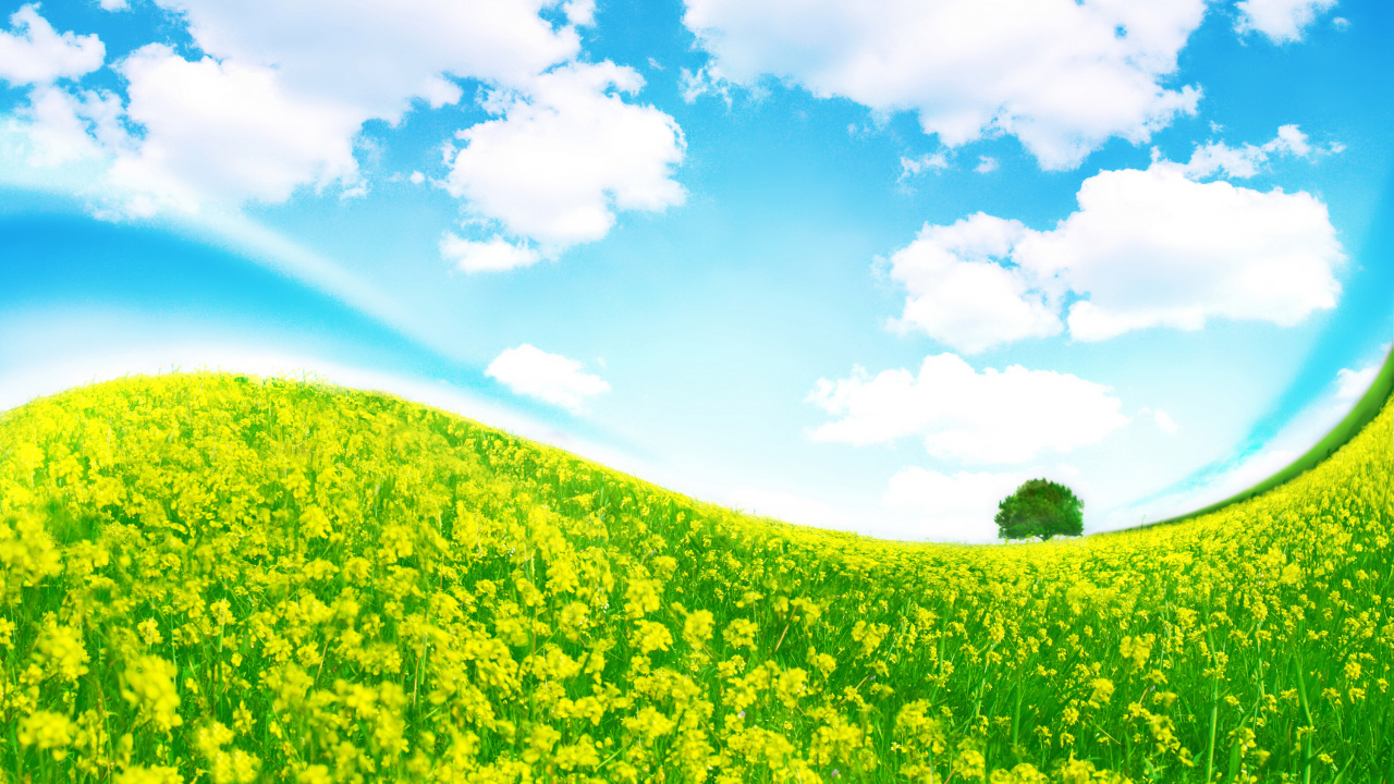 Обои природа, зеленый, поле, сенокосное угодье, дневное время в разрешении 1280x720