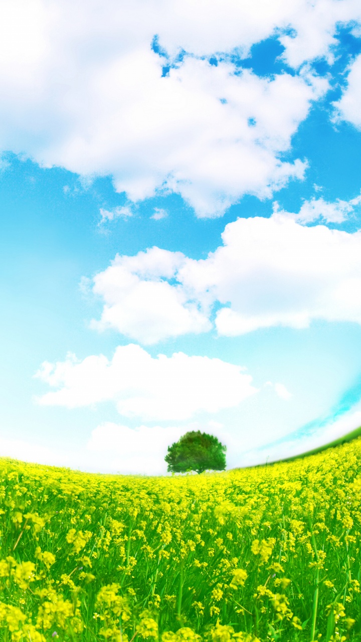 Обои природа, зеленый, поле, сенокосное угодье, дневное время в разрешении 720x1280