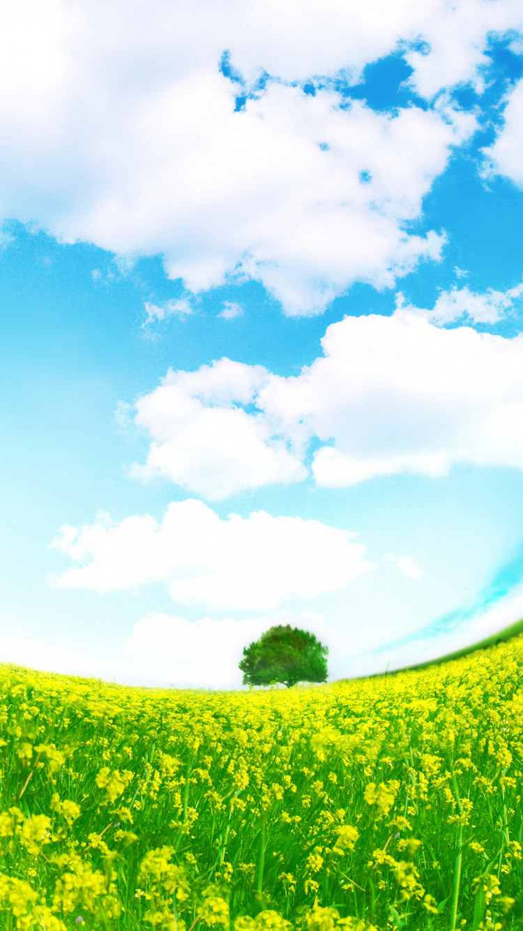 Обои природа, зеленый, поле, сенокосное угодье, дневное время в разрешении 750x1334