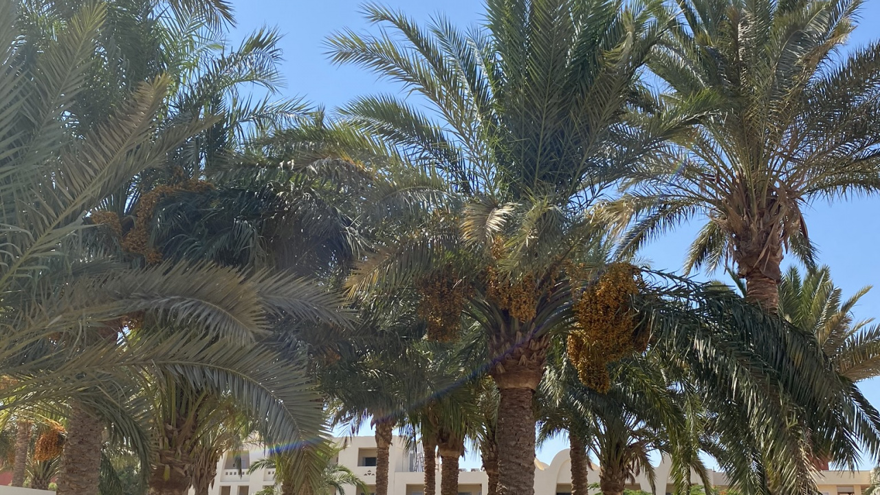 Обои финиковая пальма, пальмовые рощи, дерево, древесные растения, тень в разрешении 1280x720