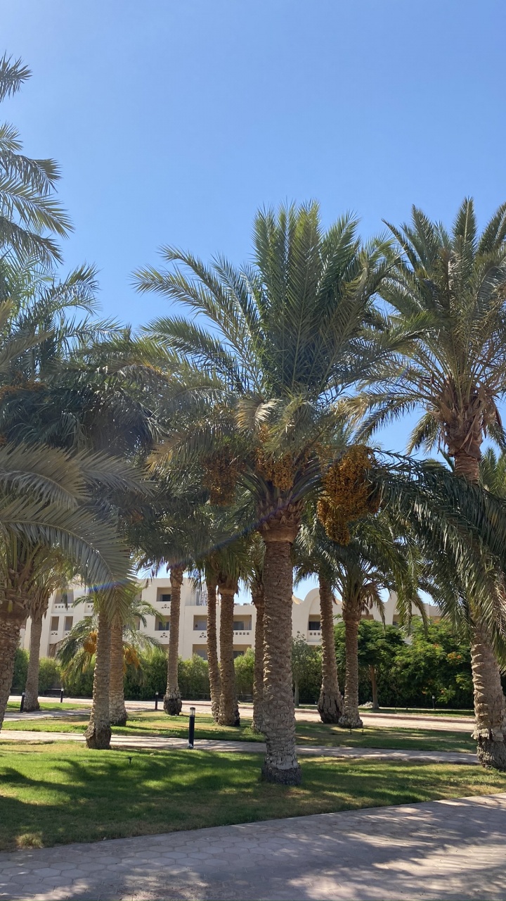 Обои финиковая пальма, пальмовые рощи, дерево, древесные растения, тень в разрешении 720x1280