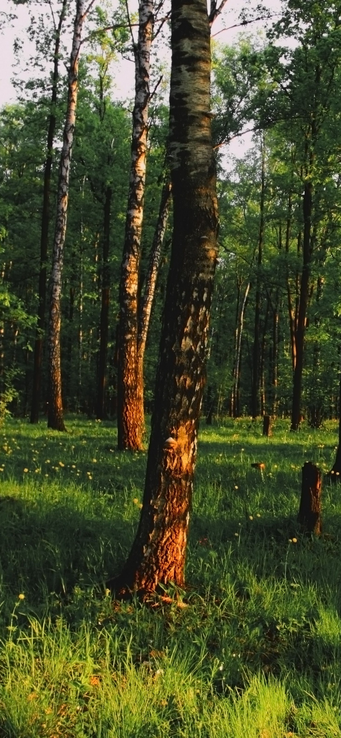 Обои лес, дерево, лесистая местность, роща, природный заповедник в разрешении 1125x2436