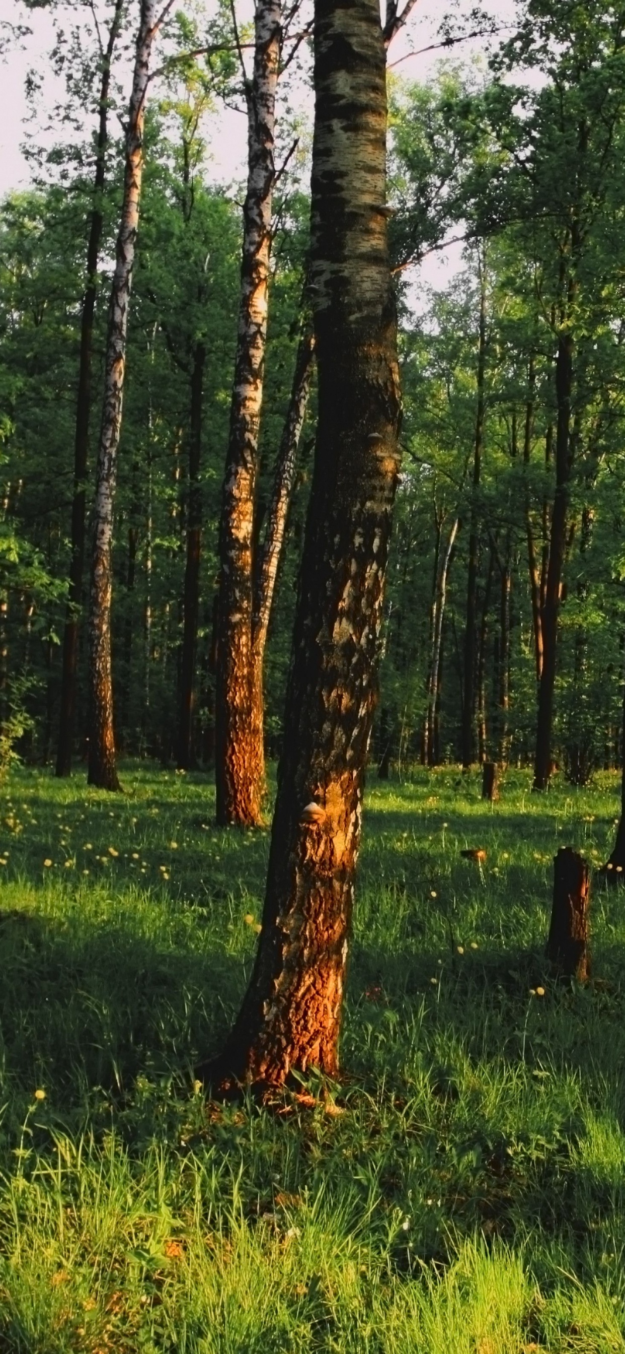 Обои лес, дерево, лесистая местность, роща, природный заповедник в разрешении 1242x2688