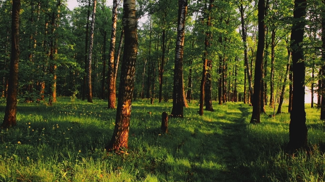 Обои лес, дерево, лесистая местность, роща, природный заповедник в разрешении 1366x768