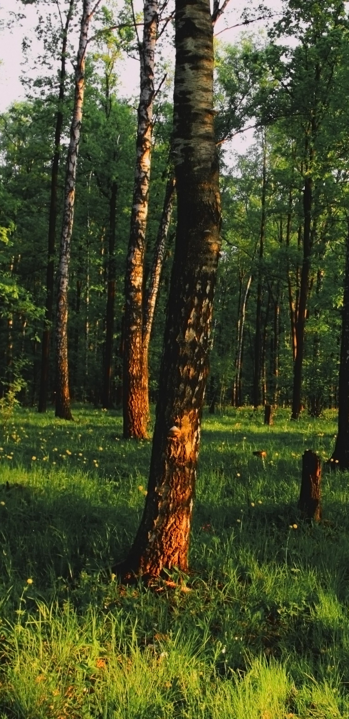Обои лес, дерево, лесистая местность, роща, природный заповедник в разрешении 1440x2960