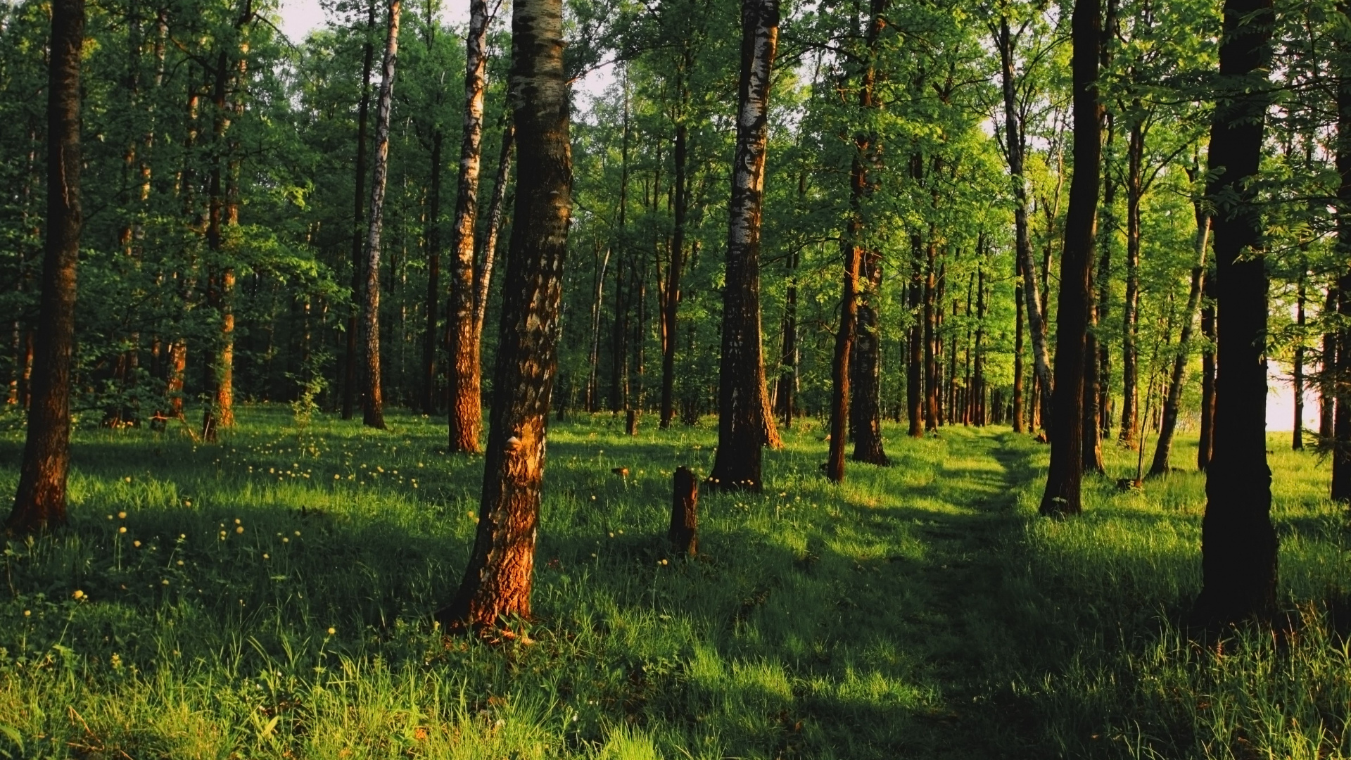 Обои лес, дерево, лесистая местность, роща, природный заповедник в разрешении 1920x1080