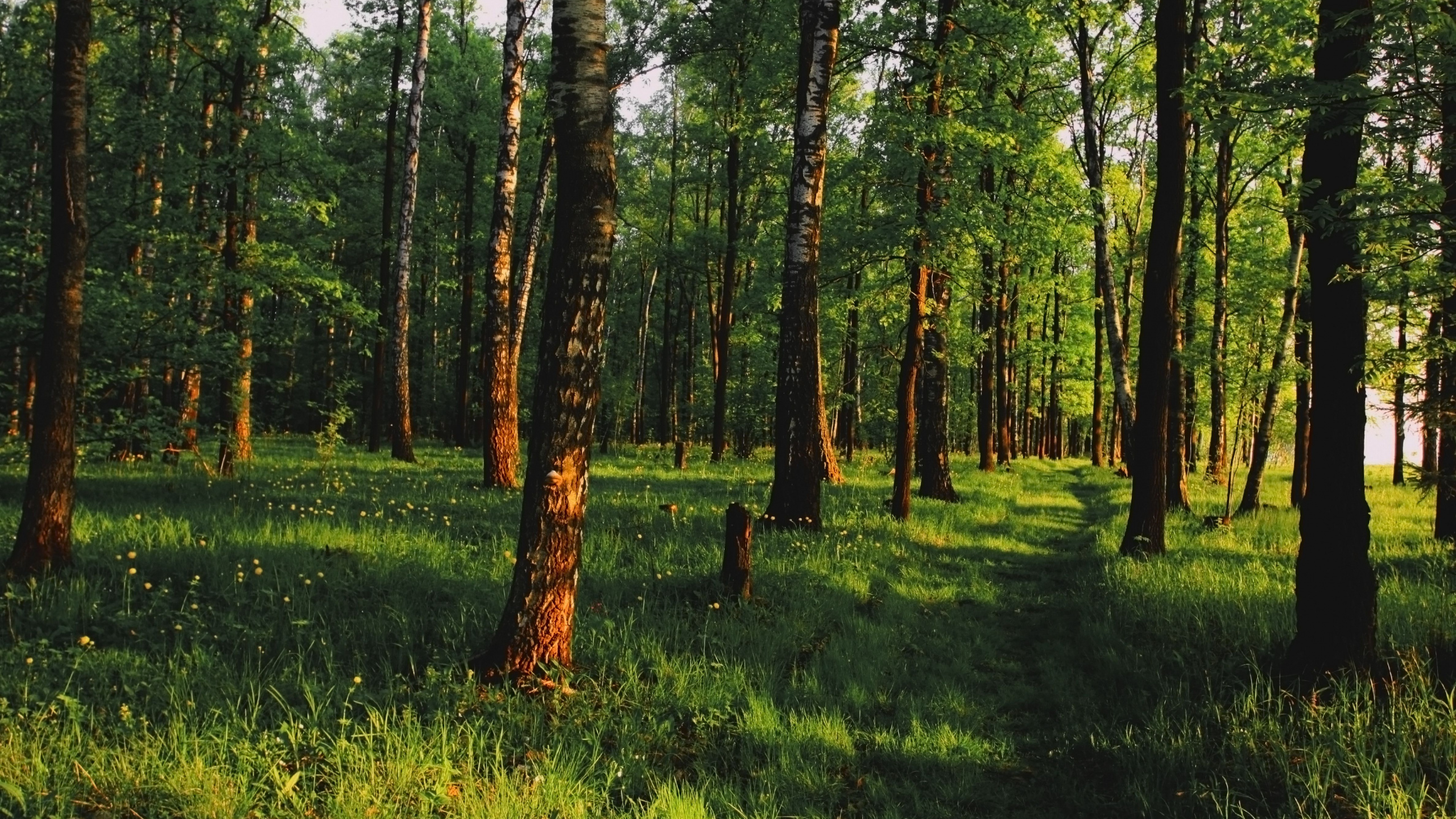 Обои лес, дерево, лесистая местность, роща, природный заповедник в разрешении 2560x1440