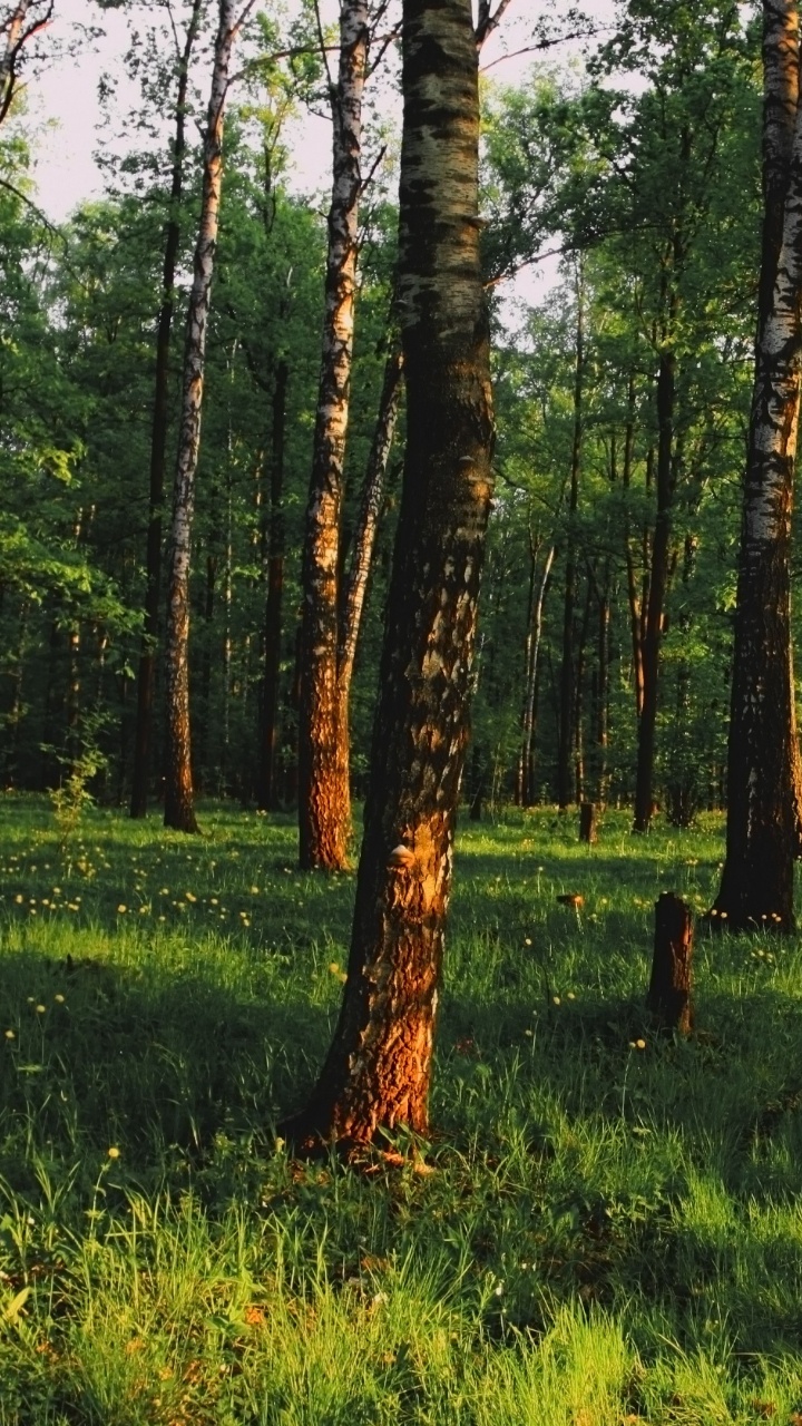 Обои лес, дерево, лесистая местность, роща, природный заповедник в разрешении 720x1280