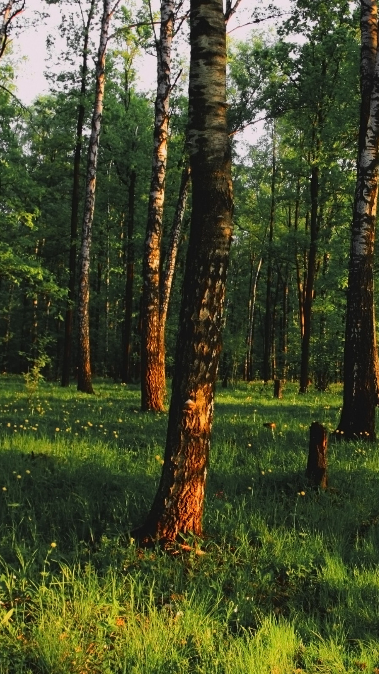 Обои лес, дерево, лесистая местность, роща, природный заповедник в разрешении 750x1334