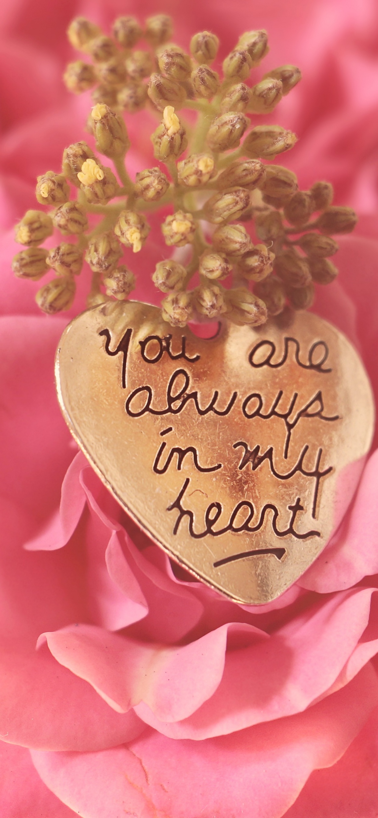 Обои День Святого Валентина, розовый, сад роз, цветок, лепесток в разрешении 1242x2688