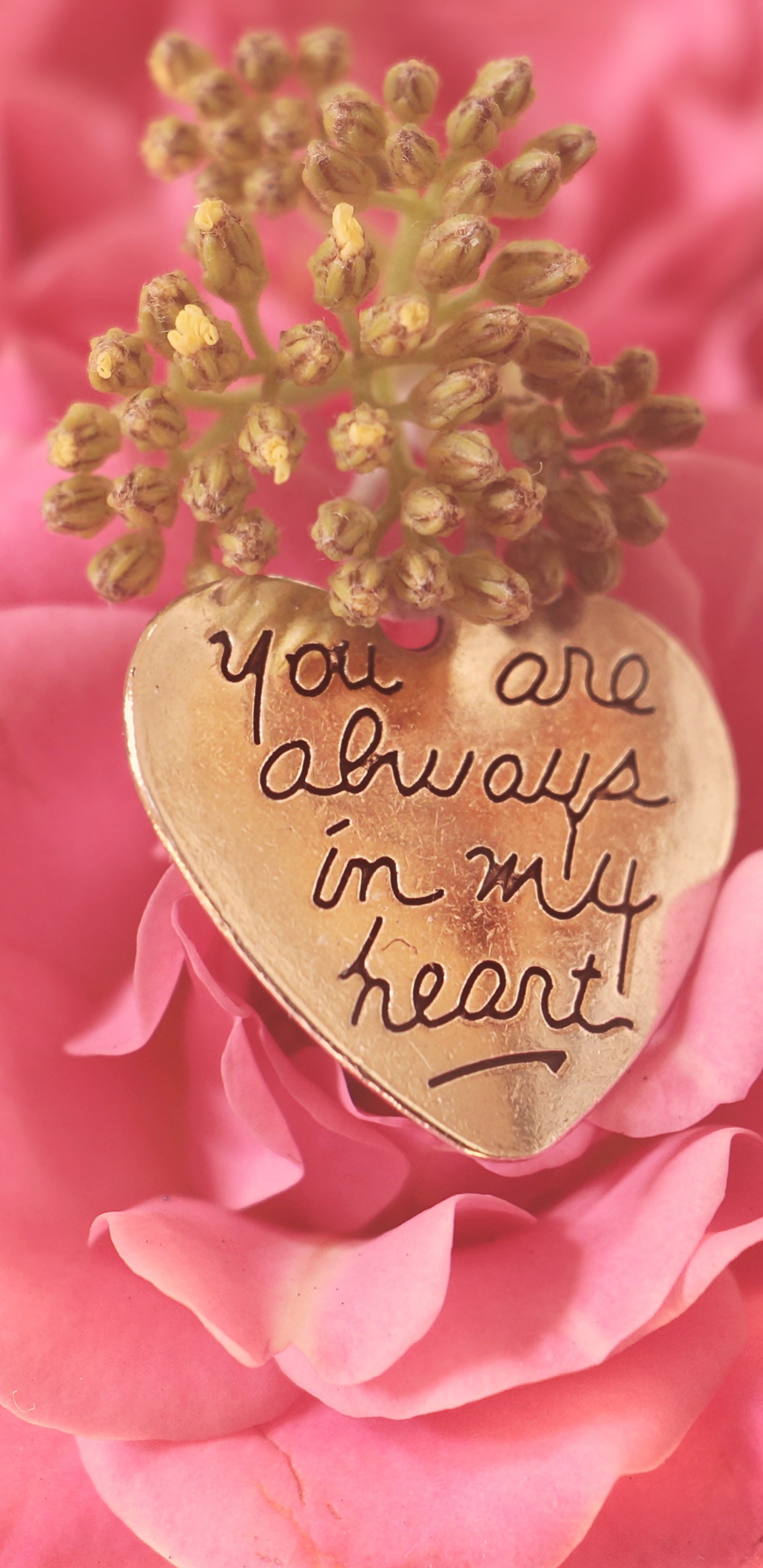 Обои День Святого Валентина, розовый, сад роз, цветок, лепесток в разрешении 1440x2960