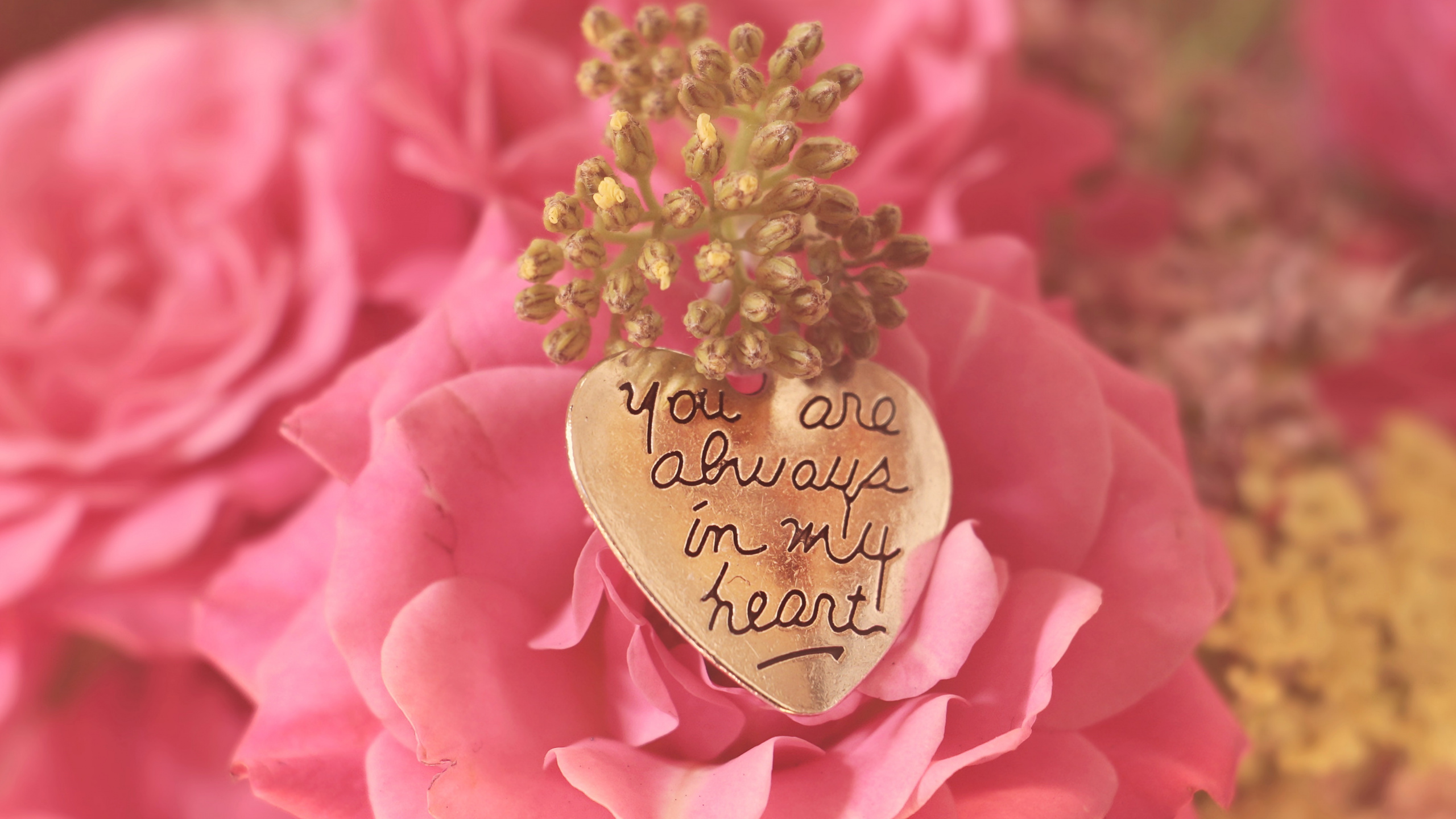 Обои День Святого Валентина, розовый, сад роз, цветок, лепесток в разрешении 2560x1440