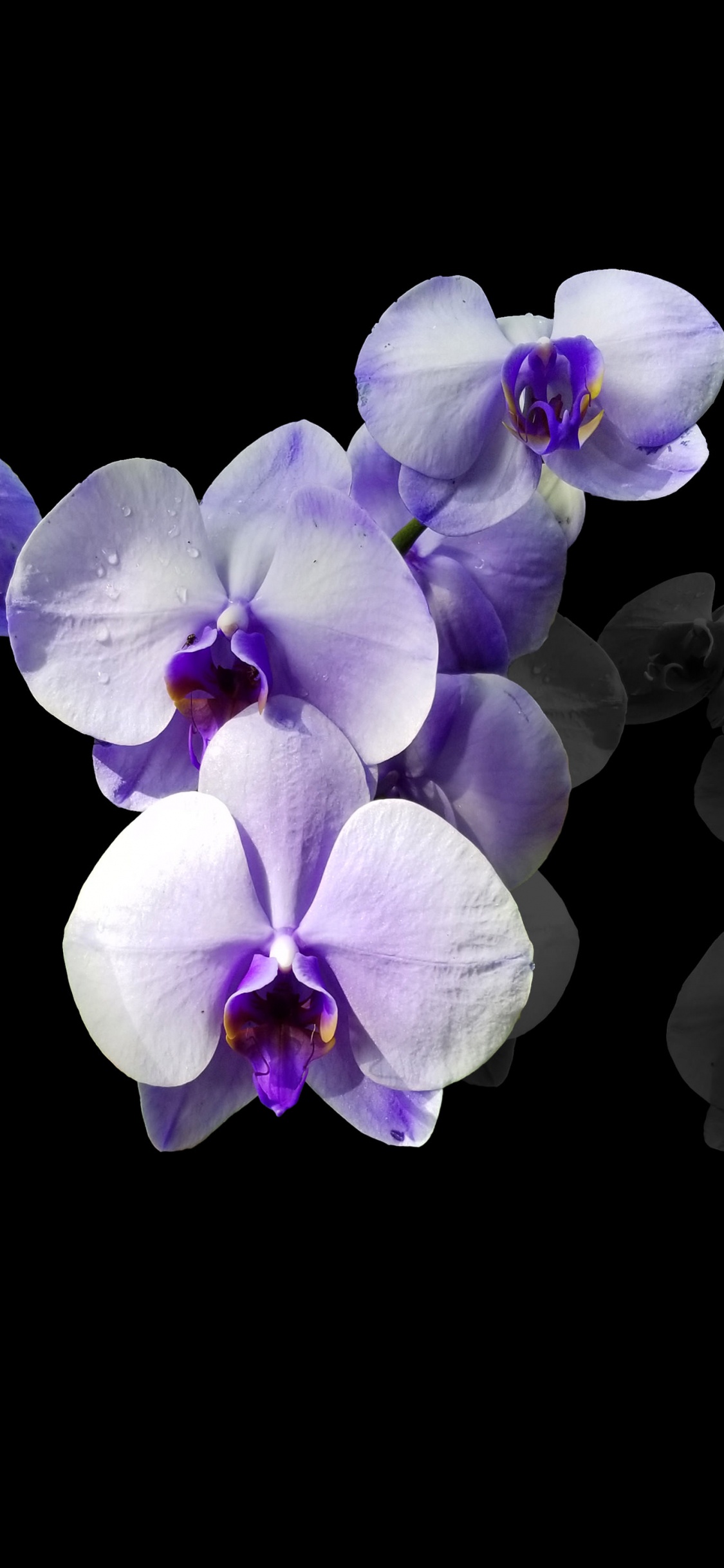 Обои амолед, OLED, ios, андроид, синий в разрешении 1125x2436