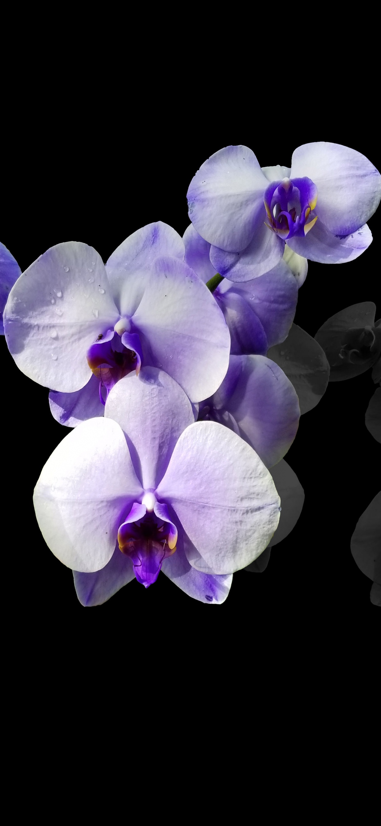 Обои амолед, OLED, ios, андроид, синий в разрешении 1242x2688