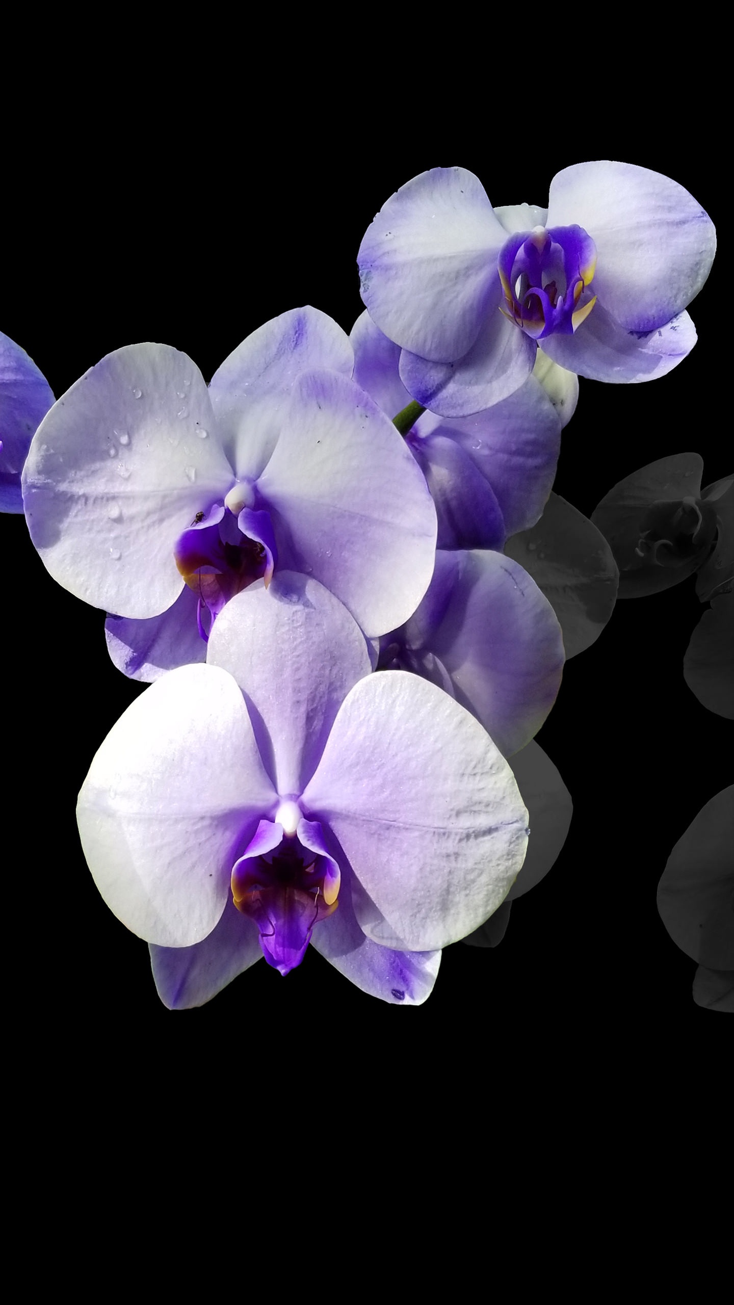 Обои амолед, OLED, ios, андроид, синий в разрешении 1440x2560