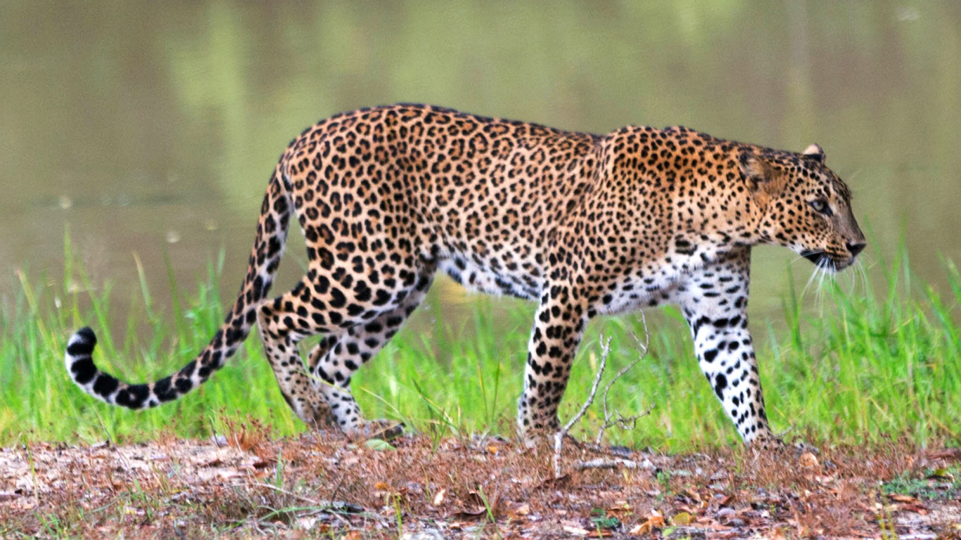 Обои Национальный Парк Яла, Национальный Парк Бундала, Национальный Парк Миннерия, Национальный Парк Хортон Плейнс, национальный парк в разрешении 1366x768