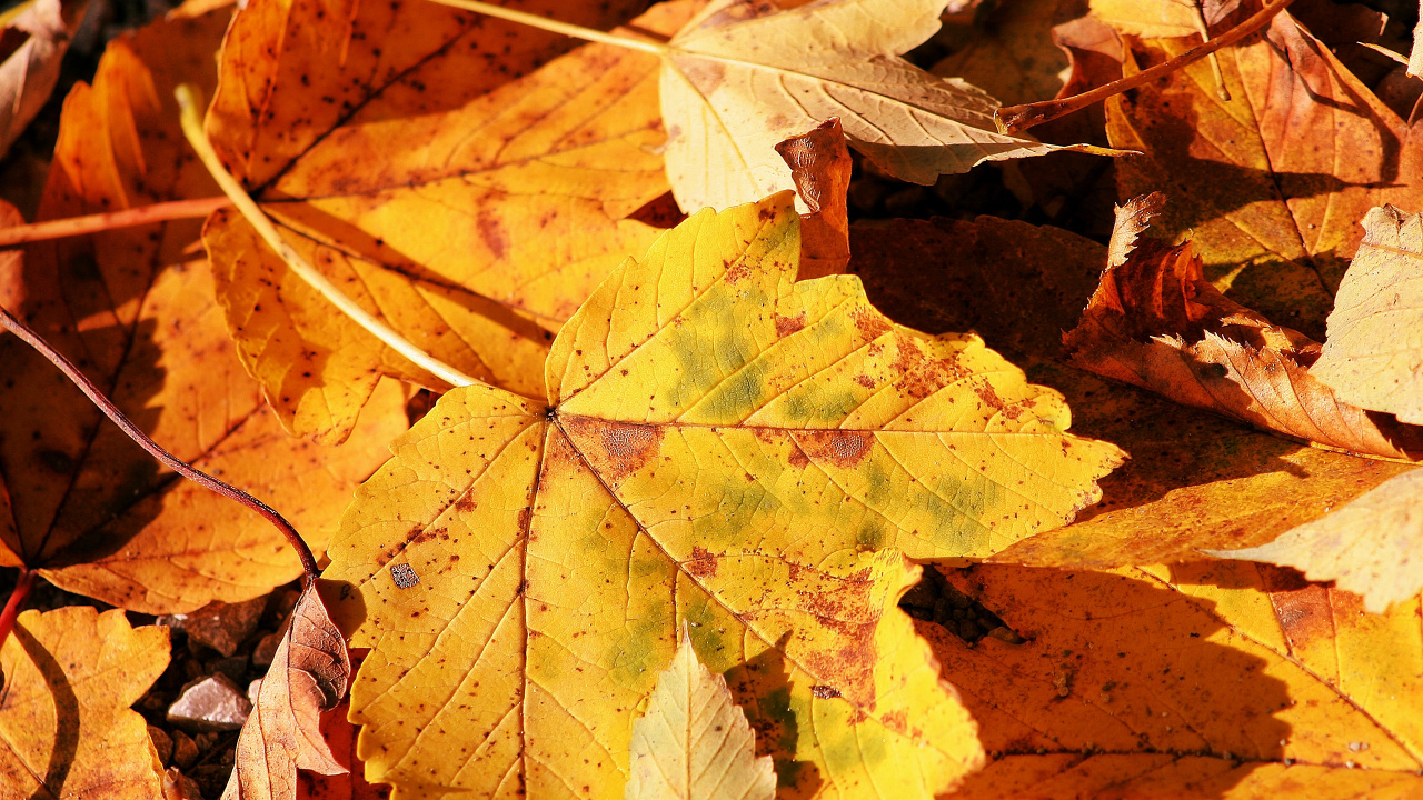 Обои осень, дерево, кленовый лист, листопадные, желтый в разрешении 1280x720