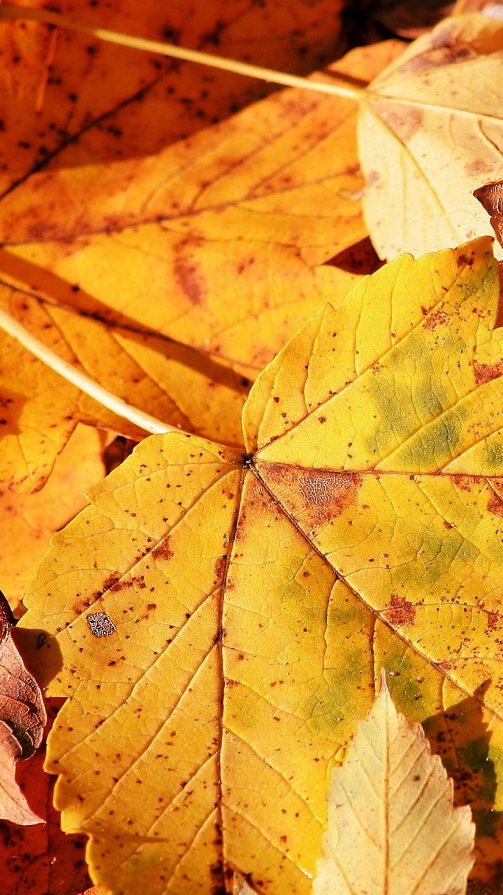 Обои осень, дерево, кленовый лист, листопадные, желтый в разрешении 720x1280