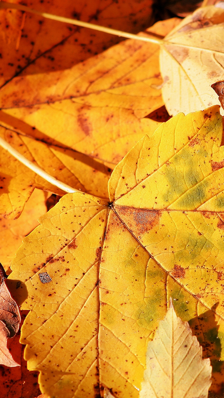 Обои осень, дерево, кленовый лист, листопадные, желтый в разрешении 750x1334