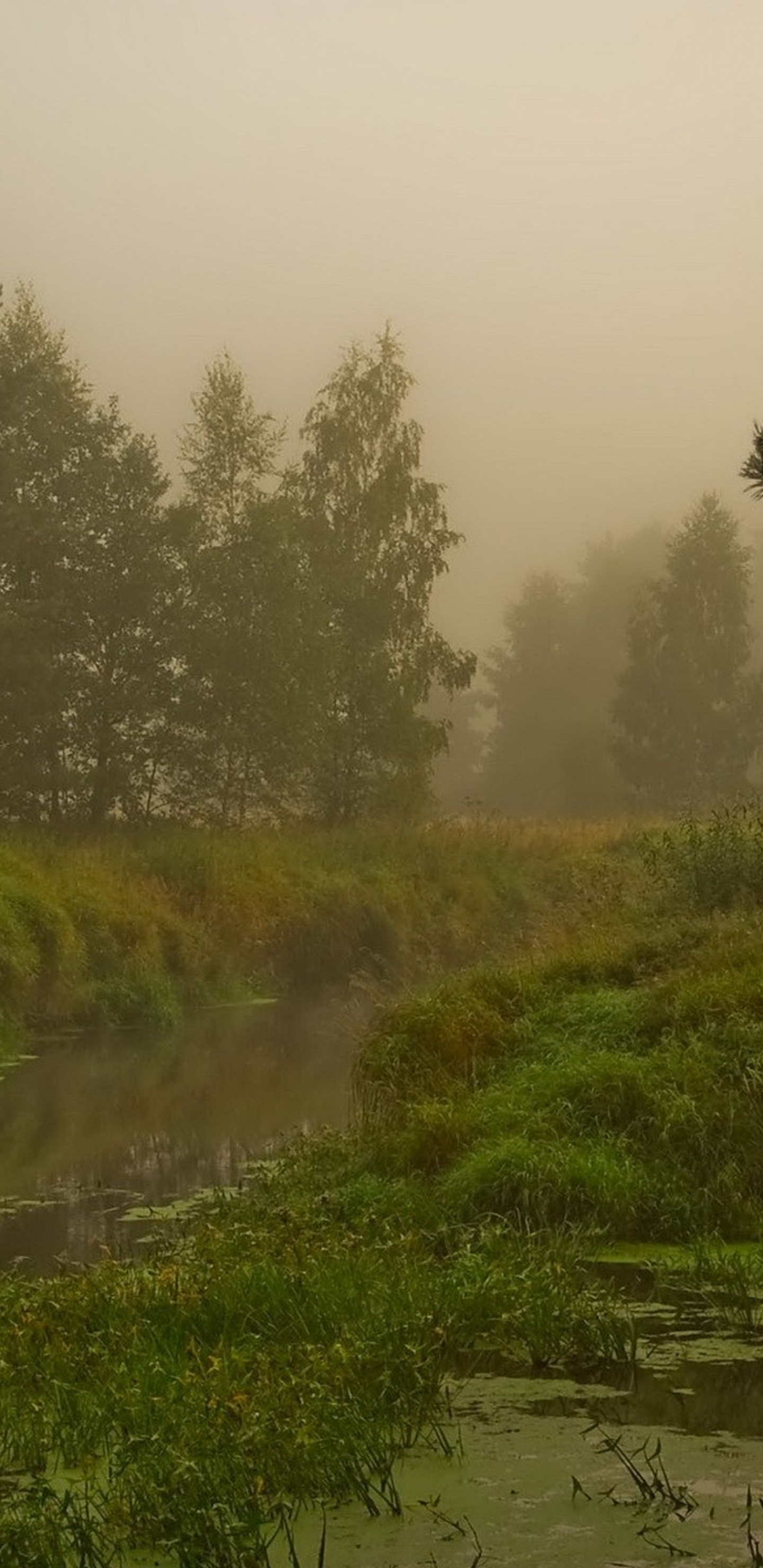 Обои природа, туман, Банк, вода, экосистема в разрешении 1440x2960