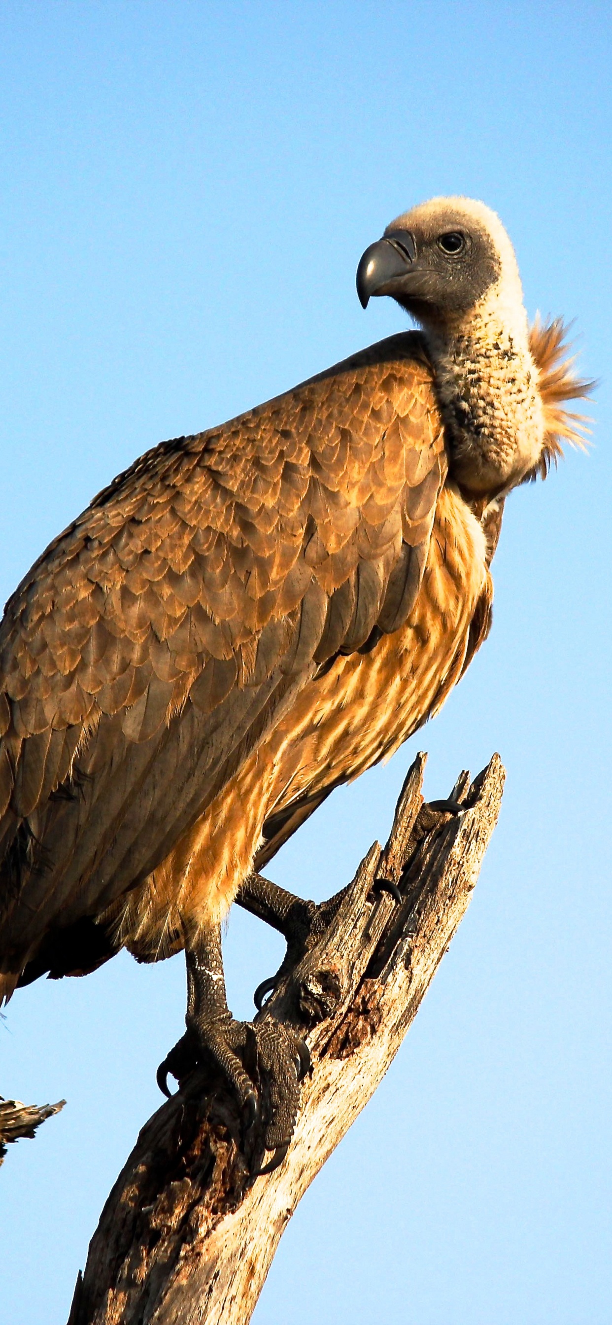 Обои гриф, птица, клюв, хищная птица, accipitriformes в разрешении 1242x2688