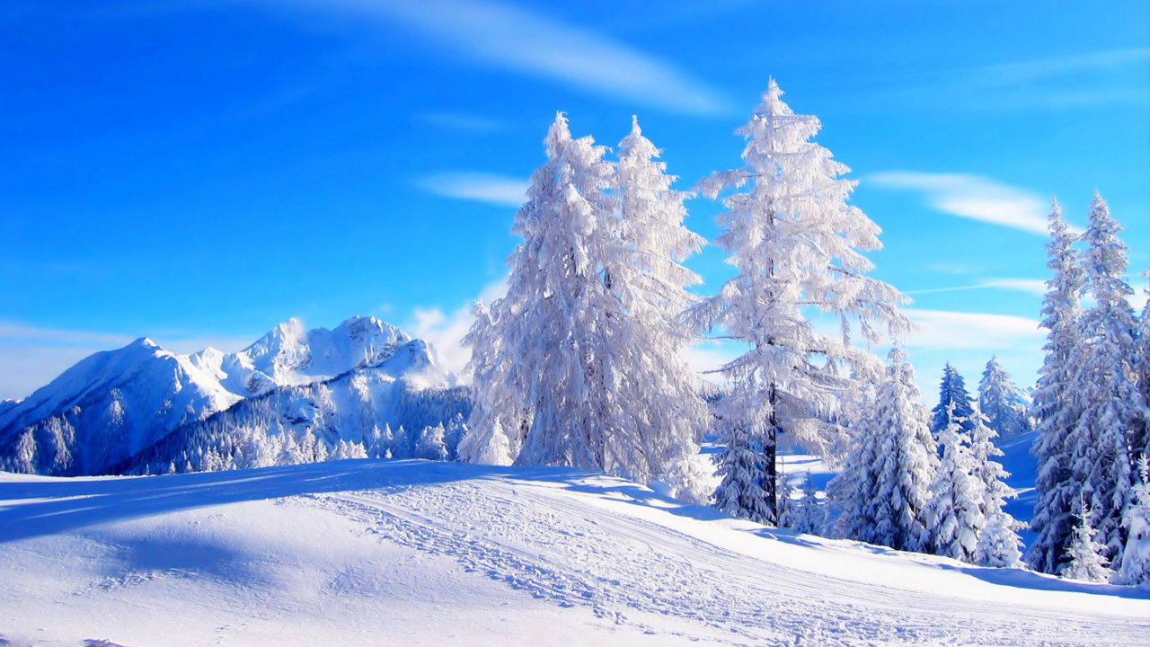 Обои снег, зима, дерево, замораживание, пихта в разрешении 1280x720
