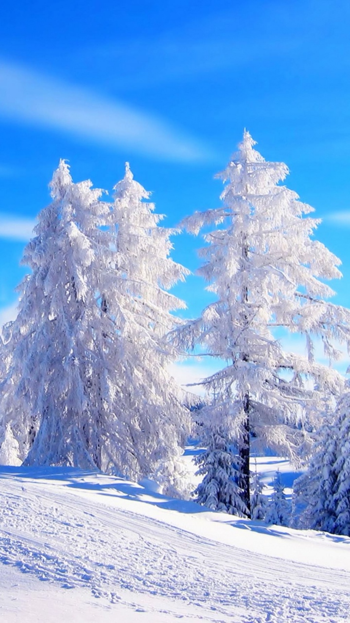 Обои снег, зима, дерево, замораживание, пихта в разрешении 720x1280