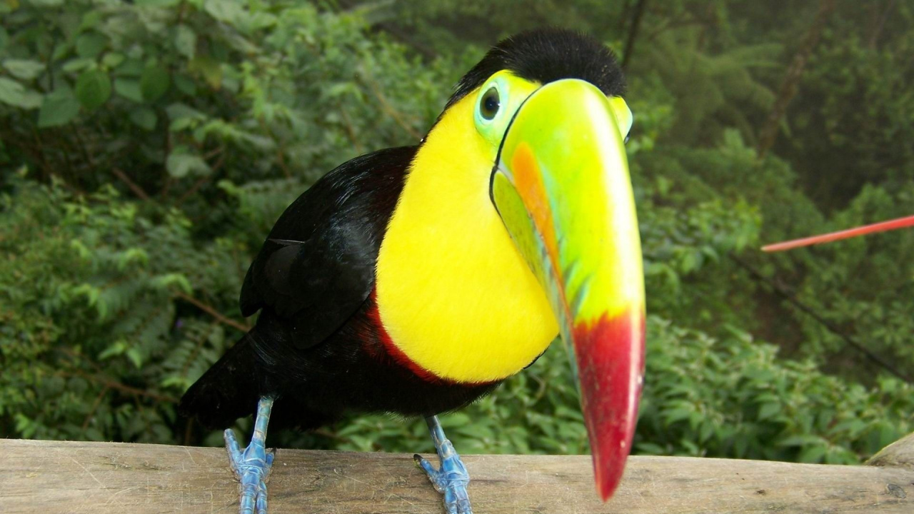 Обои токо тукан, птица, тукан, клюв, дятлообразных в разрешении 1280x720