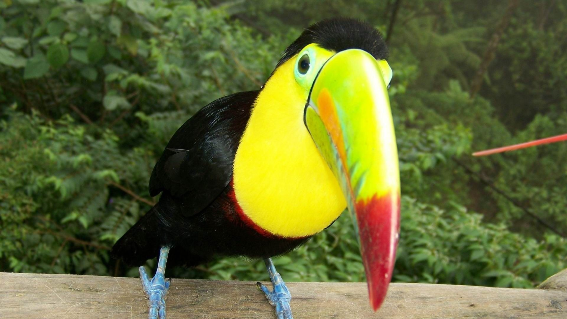 Обои токо тукан, птица, тукан, клюв, дятлообразных в разрешении 1920x1080