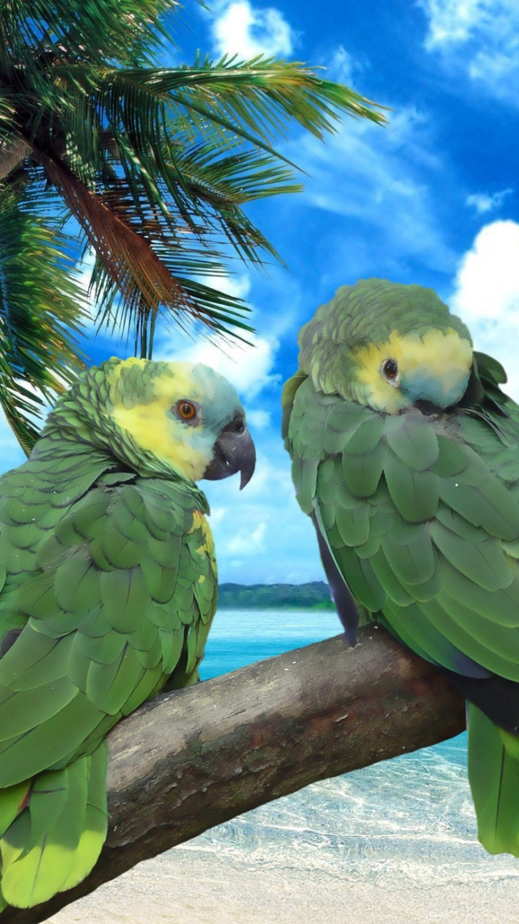 Обои пляж, море, птица, попугай, тропическая зона в разрешении 750x1334