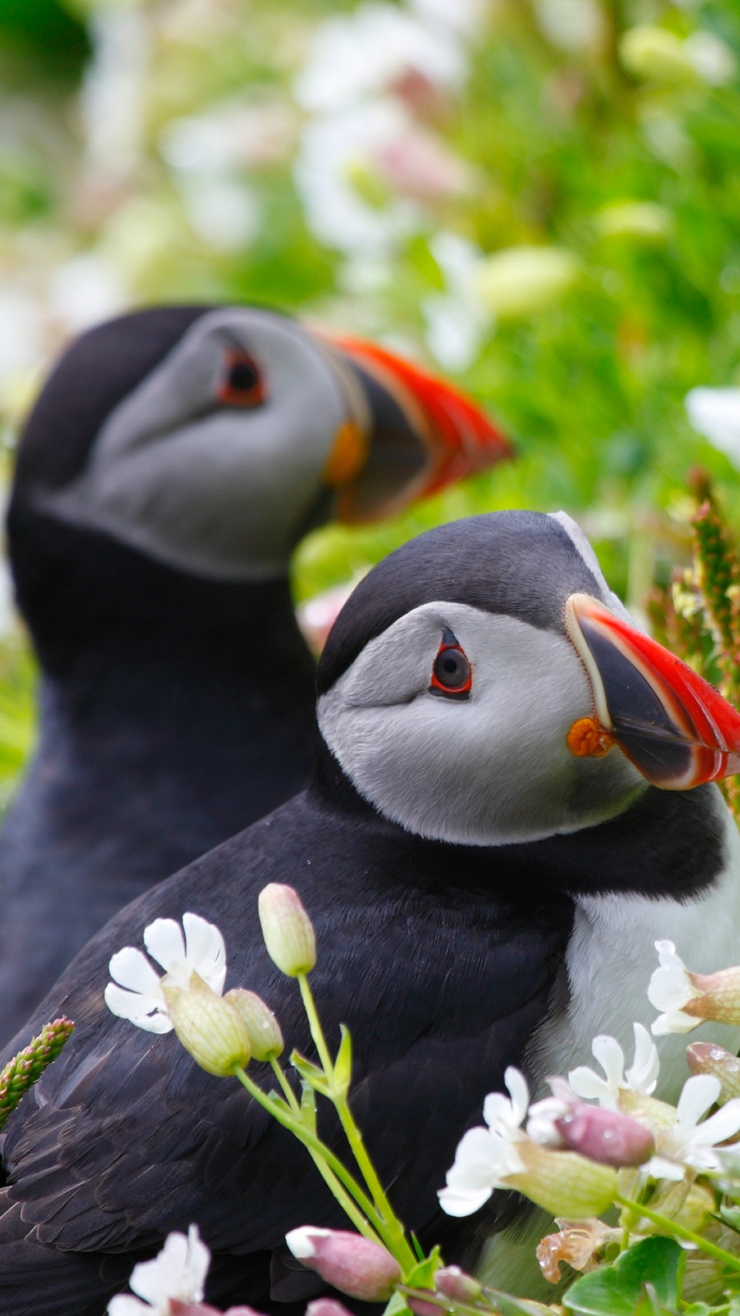 Обои Атлантический Буревестник, тупик, птица, клюв, морская птица в разрешении 1080x1920