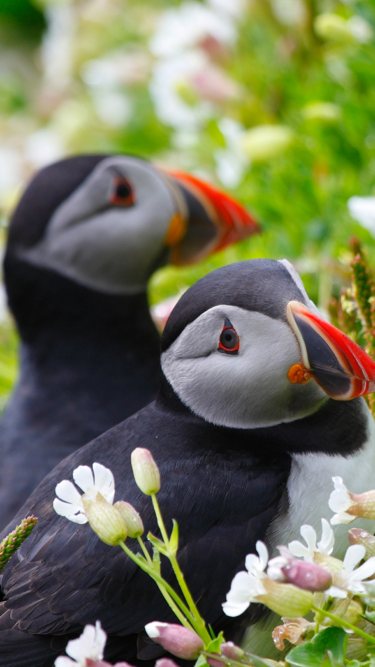 Обои Атлантический Буревестник, тупик, птица, клюв, морская птица в разрешении 750x1334